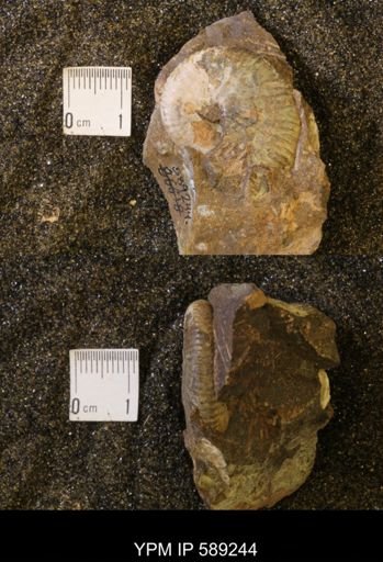 Hoploscaphites birkelundi