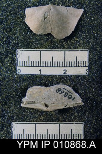 Chonetes subliratus