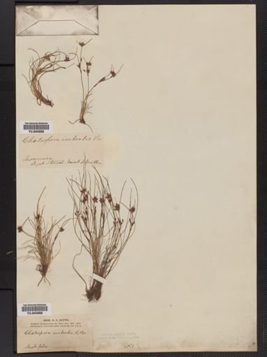 Schoenus