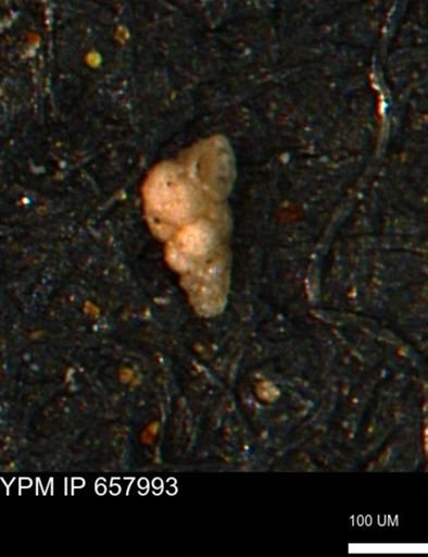 Verneuilinoides kansasensis