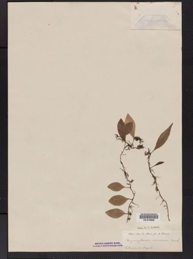 Drymoglossum
