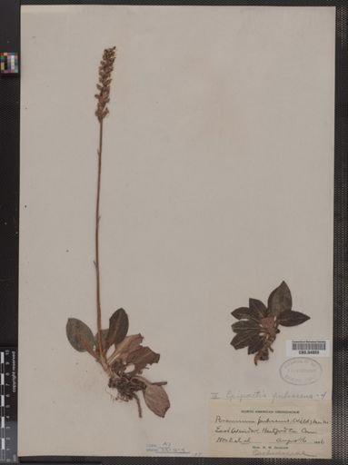 Goodyera pubescens