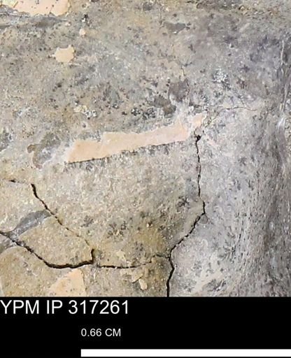 undet. Mollusca
