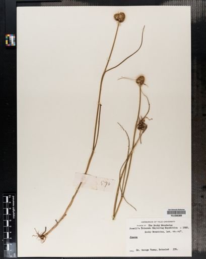 Juncus