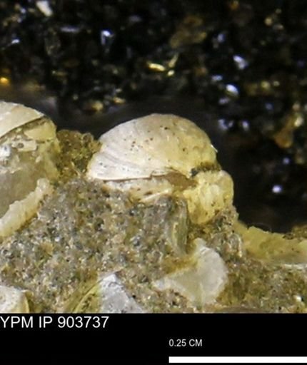 Corbulamella sp.