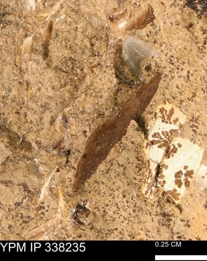 Placenticeras sp.