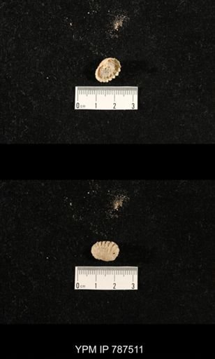 undet. Brachiopoda