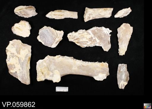 undet. Ichthyodectidae