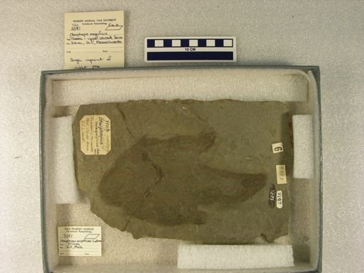 Otouphepus magnificus