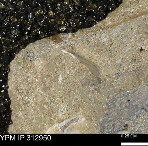 undet. Bivalvia
