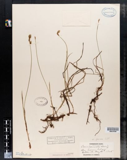 Carex siccata