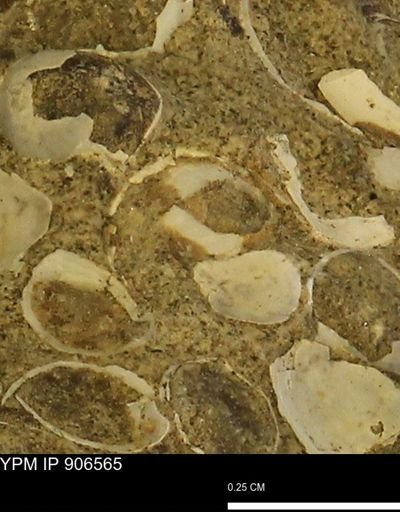 Corbulamella?
