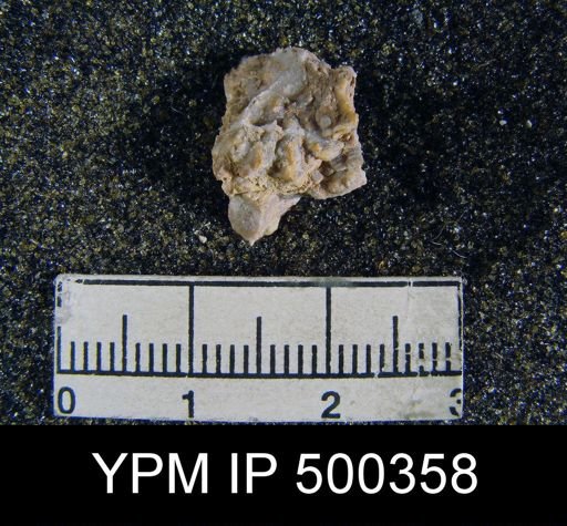 undet. Davidsonioidea