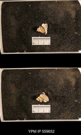 Lophospira