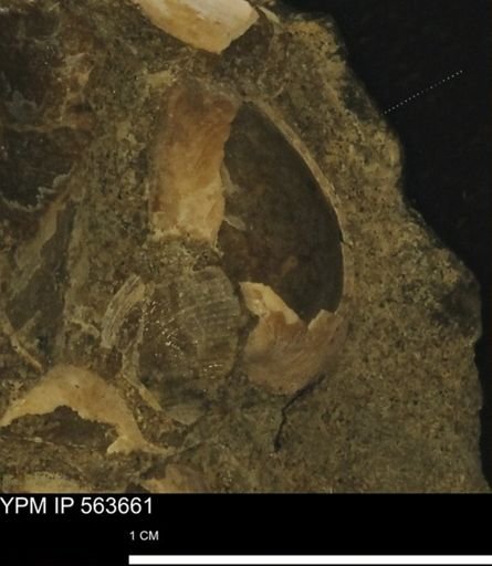 Limopsis striatopunctatus