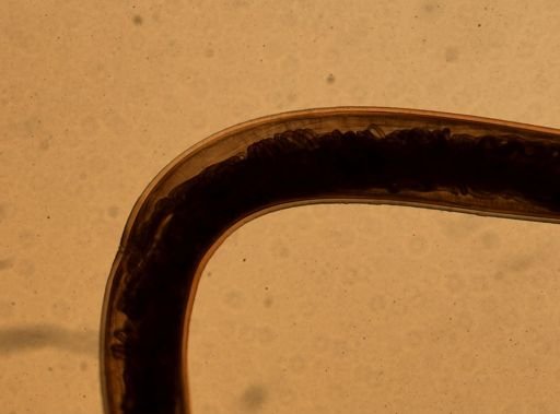 Ancylostoma caninum