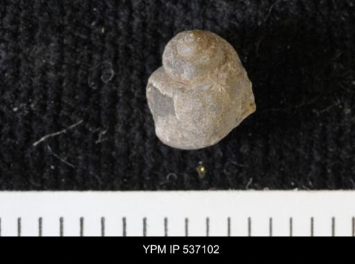 Viviparus montanaensis
