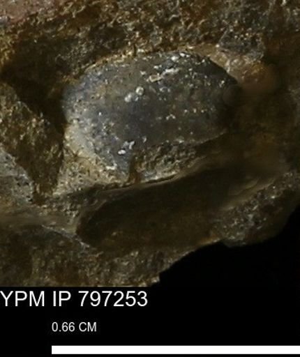 Oxytoma (Hypoxytoma) nebrascana