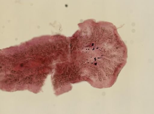 Gnesioceros floridana