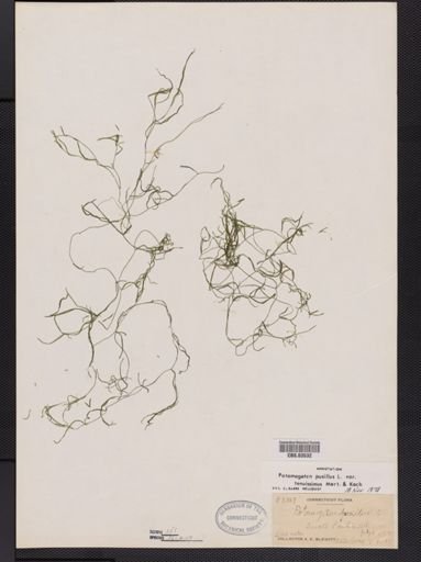Potamogeton pusillus var. tenuifolius