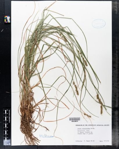 Carex