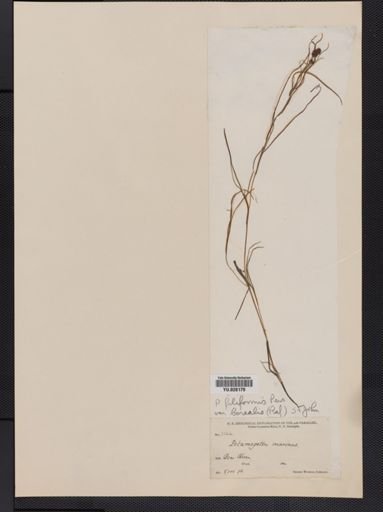Plantae