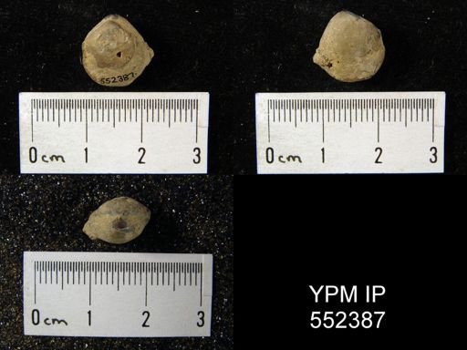 undet. Athyridida
