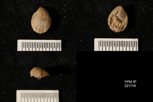 Dielasma breviplicatum