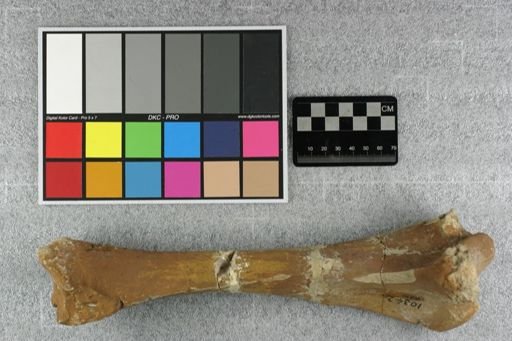 Subhyracodon