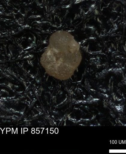 undet. Foraminiferida