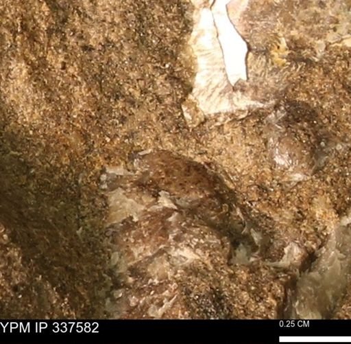 undet. Mollusca