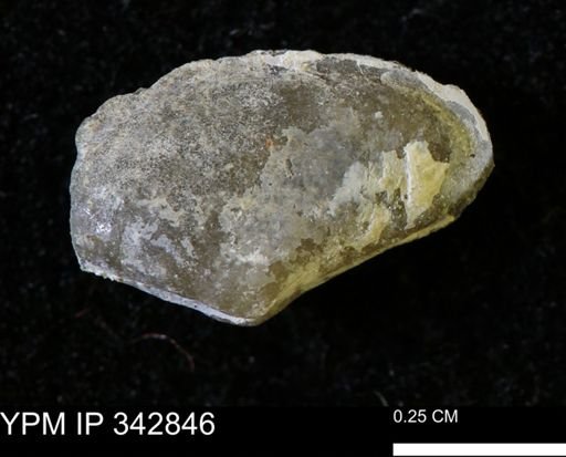 Nuculana sp.