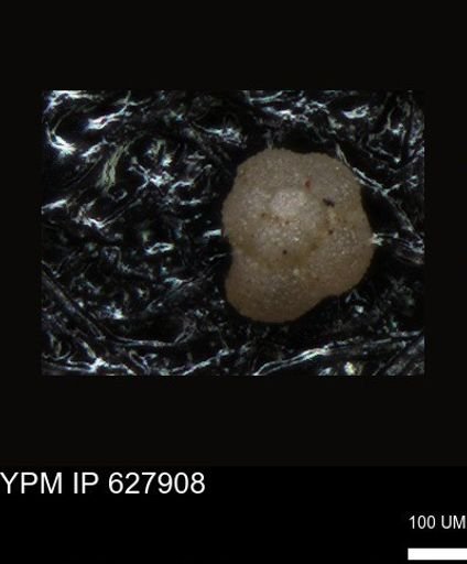 undet. Foraminiferida