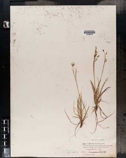 Carex capillaris