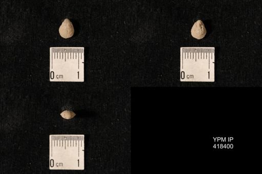 Dielasma elongatum