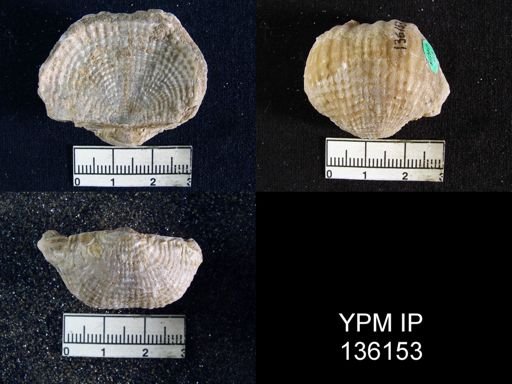 Productus (Dictyoclostus) indicus