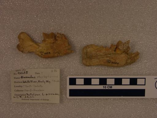 Hoplophoneus