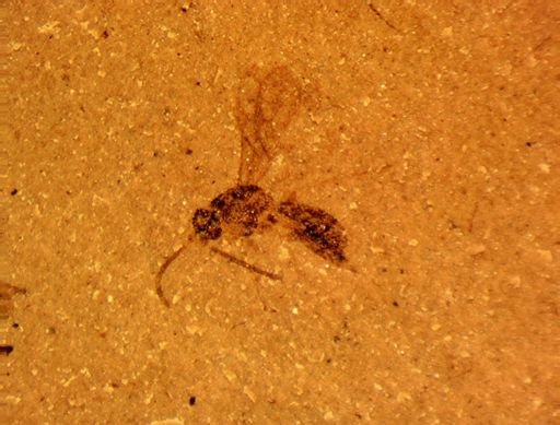 undet. Braconidae