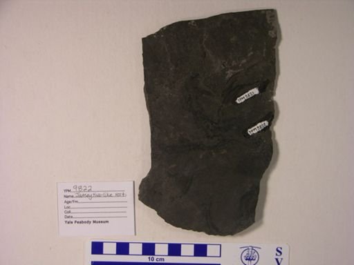 cf. Jamoytius