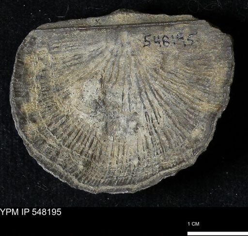 Stropheodonta demissa