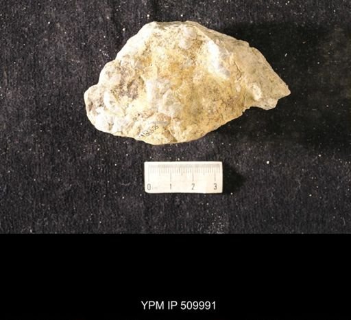 Plectambonites sericeus