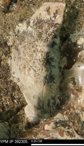 undet. Bivalvia