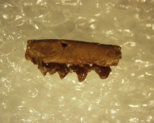 Adapisoricidae
