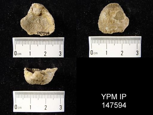 Pustula nebrascensis