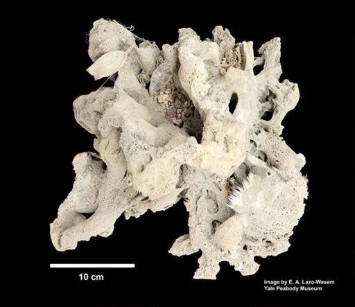 Hexactinellida