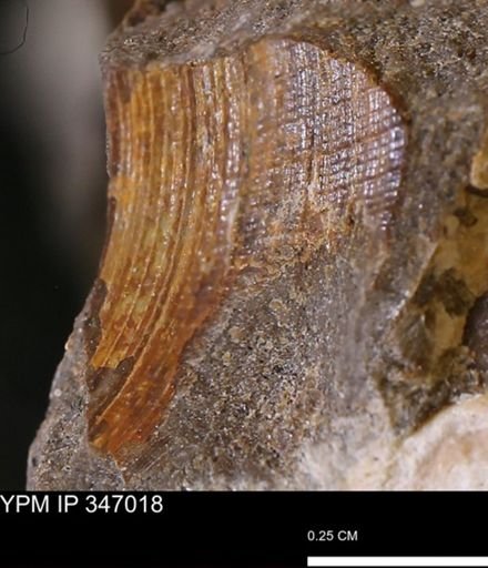 Limopsis striatopunctatus