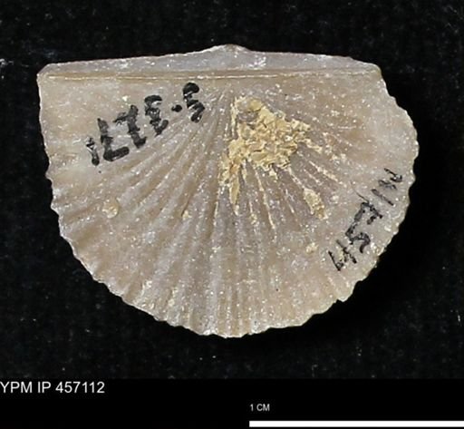 Stropheodonta sp.