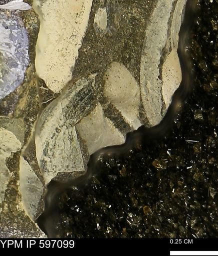 Limopsis striatopunctatus