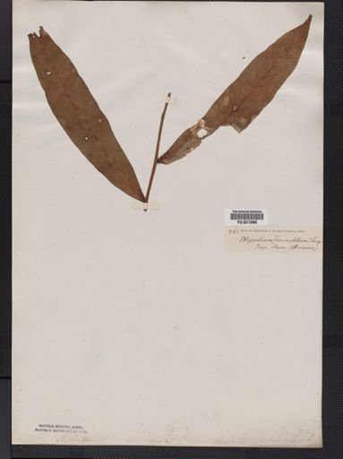 Polypodium