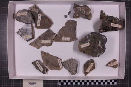 mixed taxa, stratigraphic collection